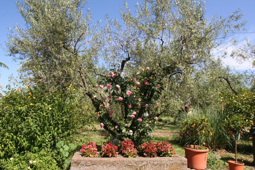 Agriturismo Le Caselle Otel Viterbo Dış mekan fotoğraf